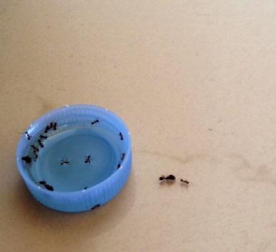When ants started discovering the cap |Photo credit: Juxxtapose